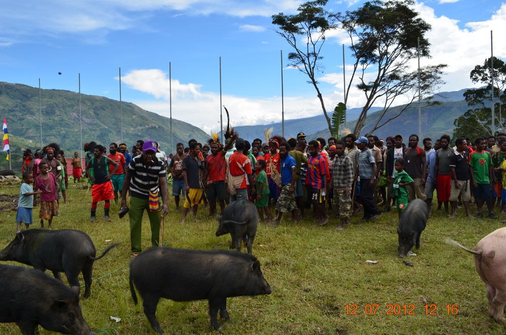  Orang  Papua Nguliahin  Anak ke Jawa  Cukup Jual Dua Ekor 
