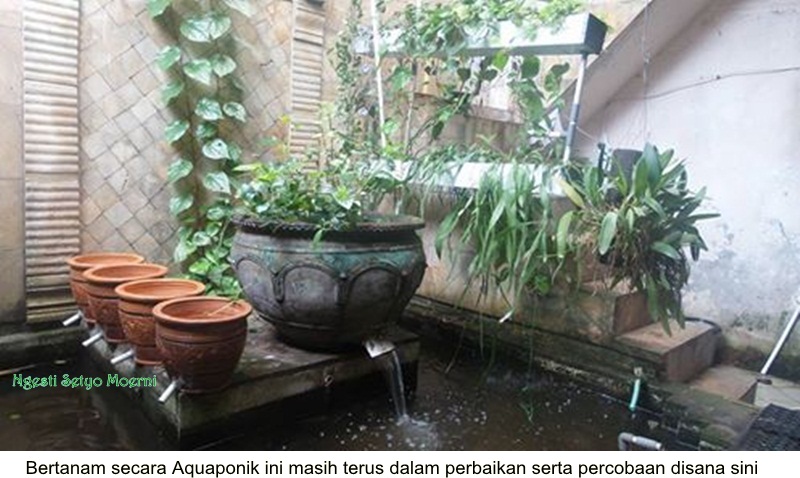 Menyulap Kolam iIkani Lawas dengan Tanaman dan iIkani iNilai Menyulap Kolam iIkani Lawas dengan Tanaman dan iIkani iNilai