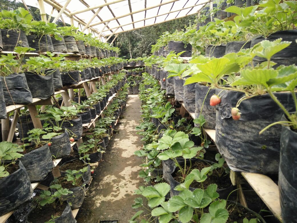 Strawberry dapat dikembangbiakan secara vegetatif buatan dengan cara