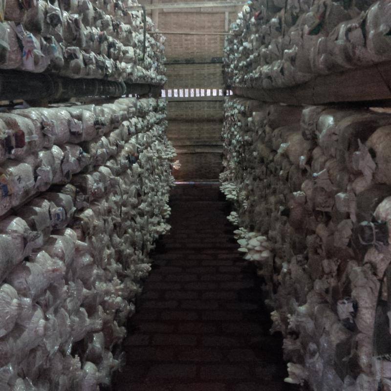 Budidaya Jamur Tiram Rumahan Sebagai Alternatif Usaha Ibu Budidaya Jamur Tiram Rumahan Sebagai Alternatif Usaha Ibu