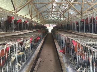 Ini Alasan Bisnis Ayam Kampung Menjanjikan Halaman 1 Kompasiana Com