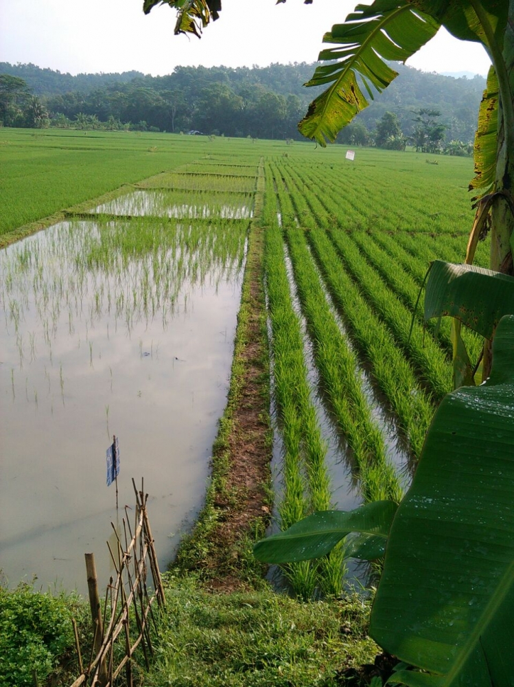 SAWAH MARGINAL BISA BERIRIGASI TEKNIS Halaman 1 SAWAH MARGINAL BISA BERIRIGASI TEKNIS Halaman 1