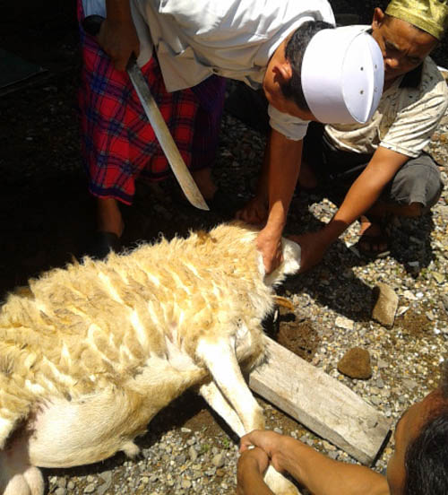 Hadits Tentang Hukum Qurban Brainly  Sumber Ilmu