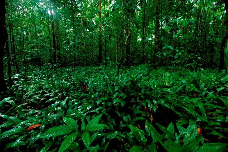 Ini Tipe Vegetasi  Hutan Tumbuhan dan Satwa Endemik yang 