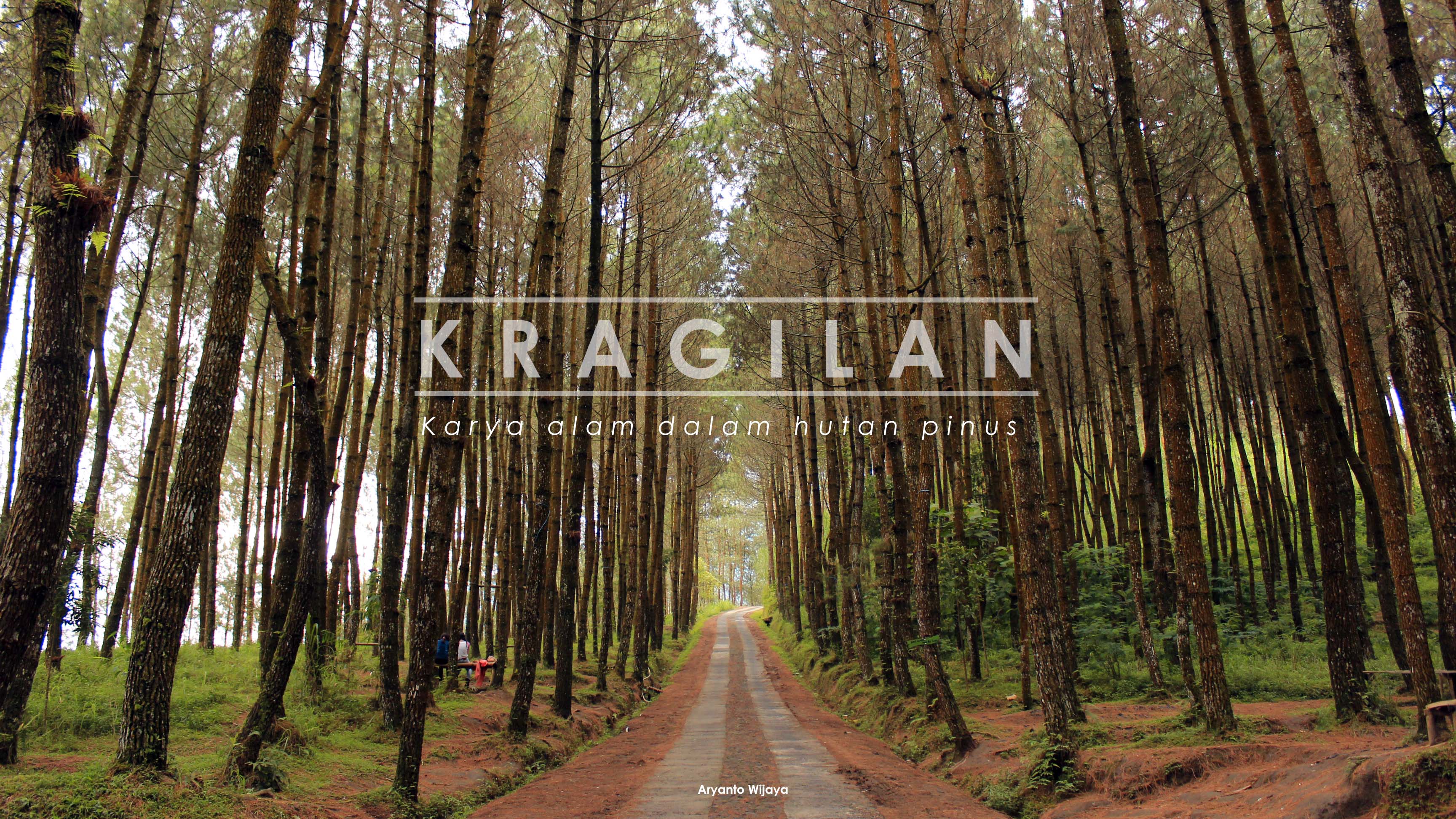 Dusun Kragilan Mendadak Tenar Di Instagram Karena Pinus Oleh Aryanto