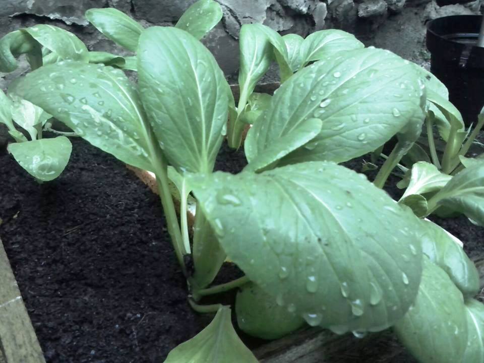 Kotak  Katik  Kotak Kayu Bekas  Jadi Mini Garden Halaman    Kotak  Katik  Kotak Kayu Bekas  Jadi Mini Garden Halaman
