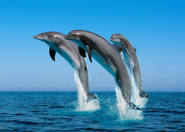 Lumba-lumba, Mamalia Laut Cerdas yang Tersiksa Halaman 1 - Kompasiana.com