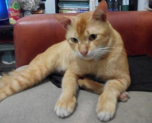 Merekam Aktivitas Kucing Kucing Yang Menggemaskan Halaman All Kompasiana Com