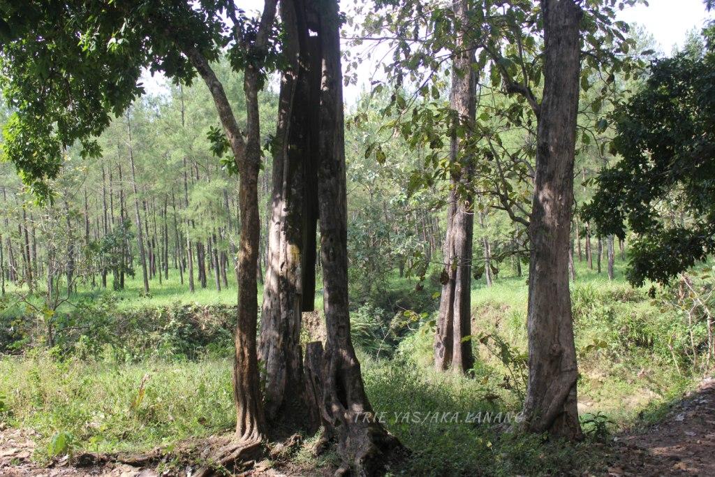 Pohon Jati Alas Donoloyo yang Tumbuh Berabad-abad oleh  Pohon Jati Alas Donoloyo yang Tumbuh Berabad-abad oleh