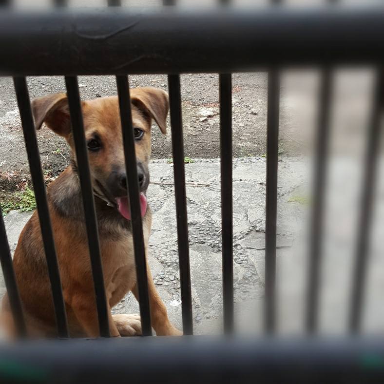 Pencinta Binatang yang Baik Hatinya Yuk Kebiri Anjing dan Pencinta Binatang yang Baik Hatinya Yuk Kebiri Anjing dan