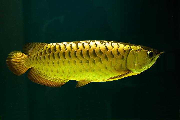 Habitat Ikan Arwana Red di Riau Terancam Punah - Kompasiana.com