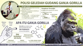 Tembakau Gorilla Dinyatakan Sebagai Narkotika Golongan 1 Kompasiana Com