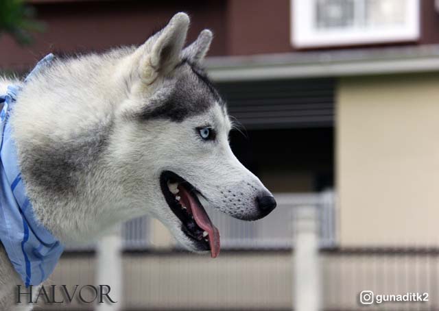 Apakah Siberian Husky Cocok Untuk Kita Kompasiana Com