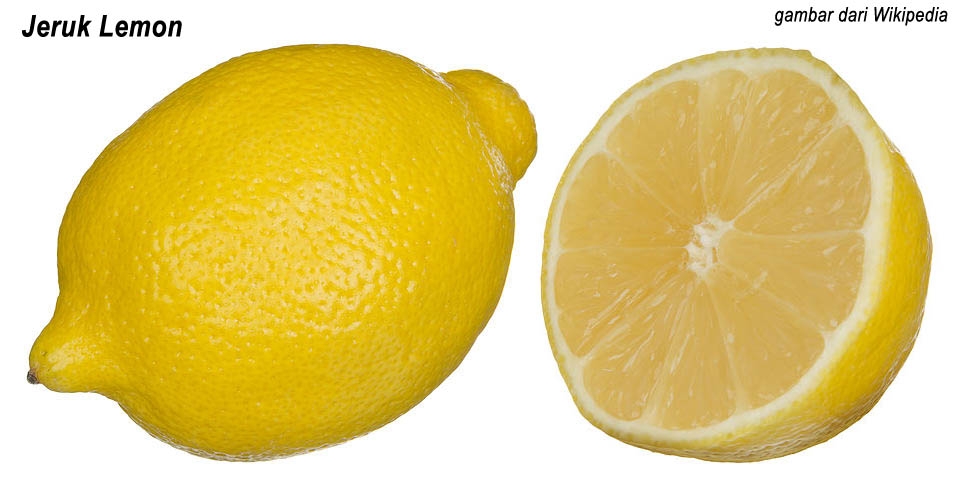 Mengatasi Batuk Berdahak yang Membandel dengan Lemon Mengatasi Batuk Berdahak yang Membandel dengan Lemon