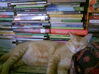 Tanda Kucing Anda Tidak Sehat Halaman All Kompasiana Com