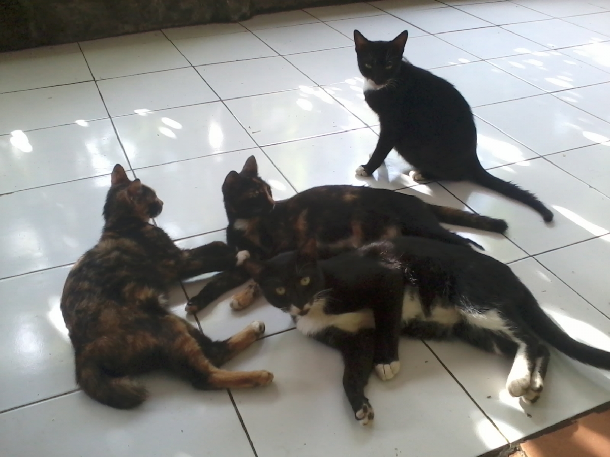 Kucing Pun Bisa Punya Keluarga Halaman All Kompasiana Com