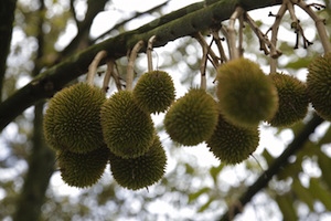 80+ Gambar Pohon Durian Yang Sedang Berbuah Terbaik 80+ Gambar Pohon Durian Yang Sedang Berbuah Terbaik