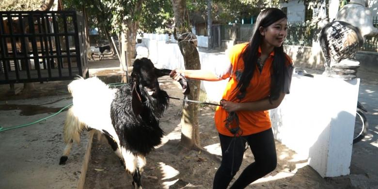 Asal Usul Dan Keunggulan Kambing Etawa Halaman 1 Kompasiana Com