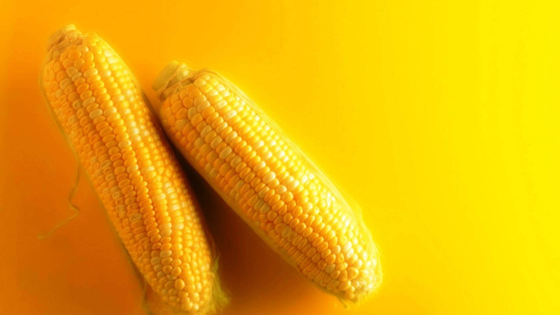Zea Mays Pipilan Kuning Nan Imut Pengganti Beras Halaman All Kompasiana Com