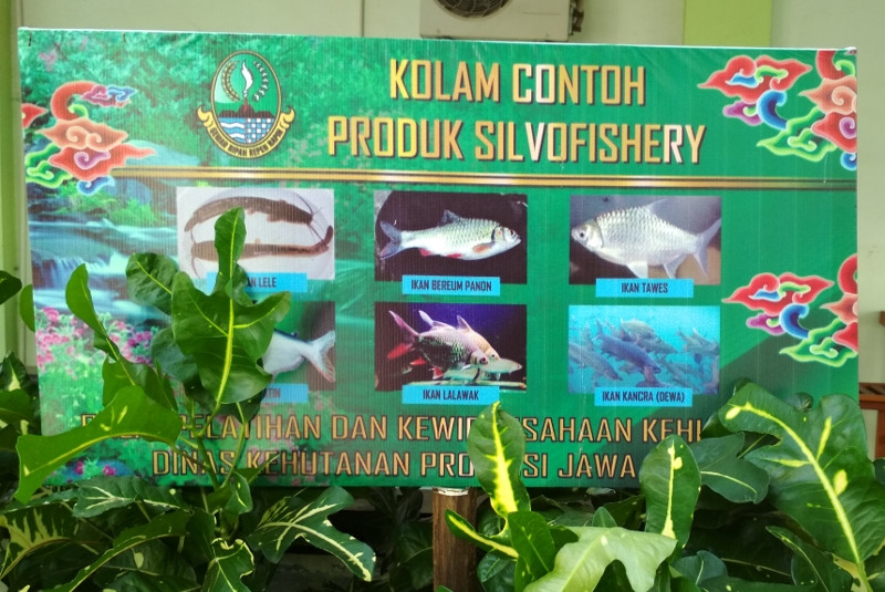Ikan Kancra atau Ikan Dewa oleh Jejen Al Cireboni Ikan Kancra atau Ikan Dewa oleh Jejen Al Cireboni
