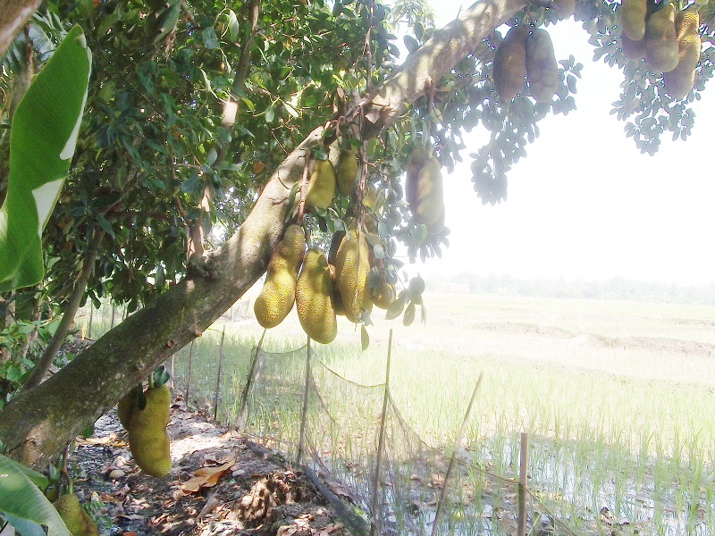 Nangka (Artocarpus heterophyllus): Si Raja Buah Multifungsi dan Tanaman Obat Keluarga Potensial