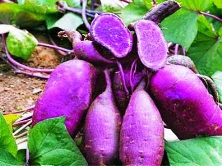 Ubi Ungu Mengandung Antioksidan Alami Yang Tinggi Halaman All Kompasiana Com