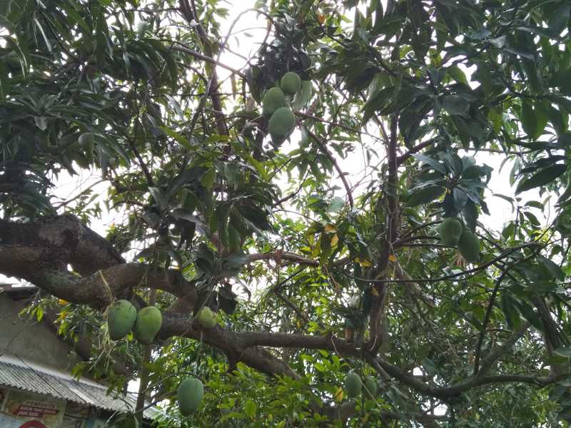 Tips Supaya Mangga Harummanis Kembali Berbuah Lebat Tips Supaya Mangga Harummanis Kembali Berbuah Lebat