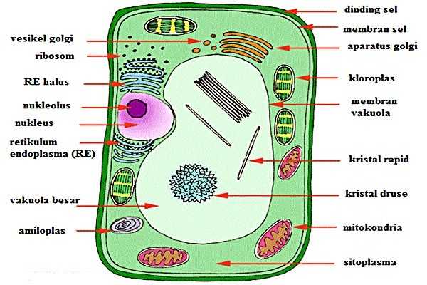 Jelaskan Struktur Badan Golgi Beserta Fungsinya  Berbagai 