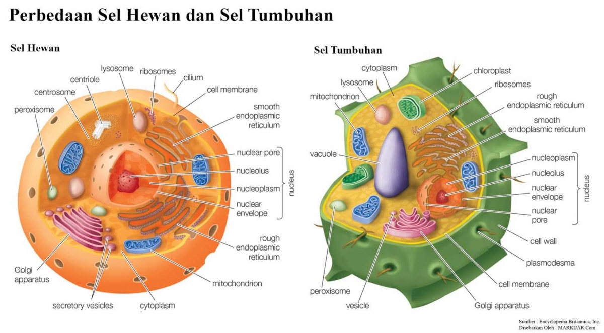 Tumbuhan Lebih Panjang Umur dari Hewan  oleh Vincent 