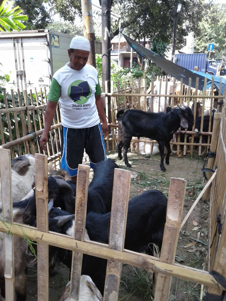 Bagaimana Cara Pedagang Kambing Pak Arip Ikut Berkurban Halaman All Kompasiana Com
