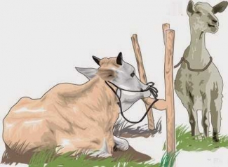 hewan hitam putih hewan gambar sapi kartun