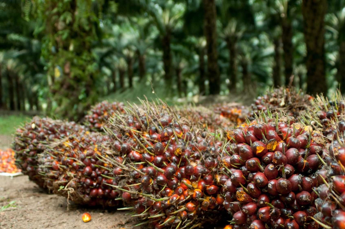  Kelapa  Sawit  dari Minyak  Goreng Menjadi Bioetanol 