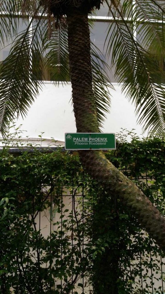 Kesalahan Umum Penulisan Nama Latin Pohon di Gedung Gedung Kesalahan Umum Penulisan Nama Latin Pohon di Gedung Gedung