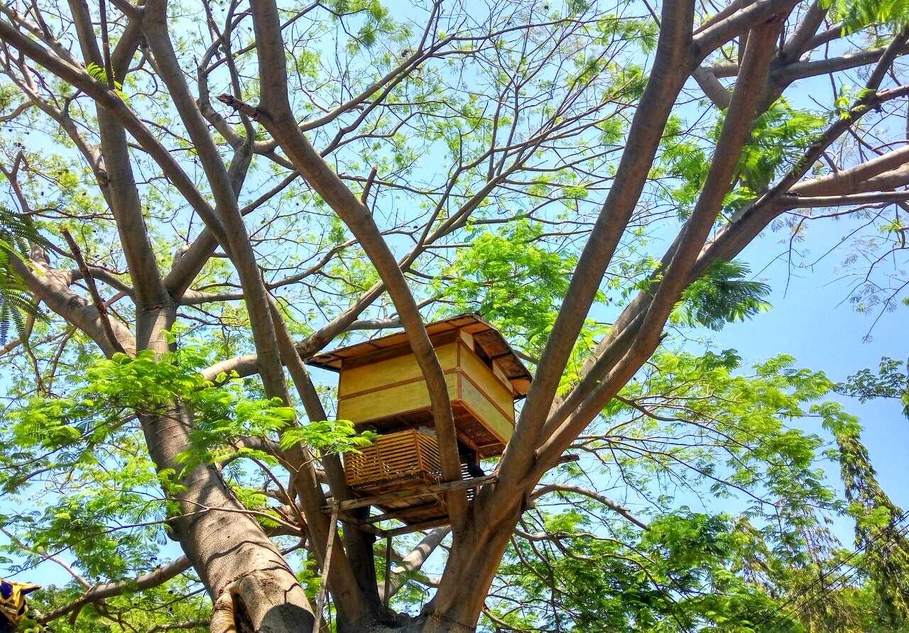 Cerpen Burung Merpati Dan Segenggam Jagung Halaman All