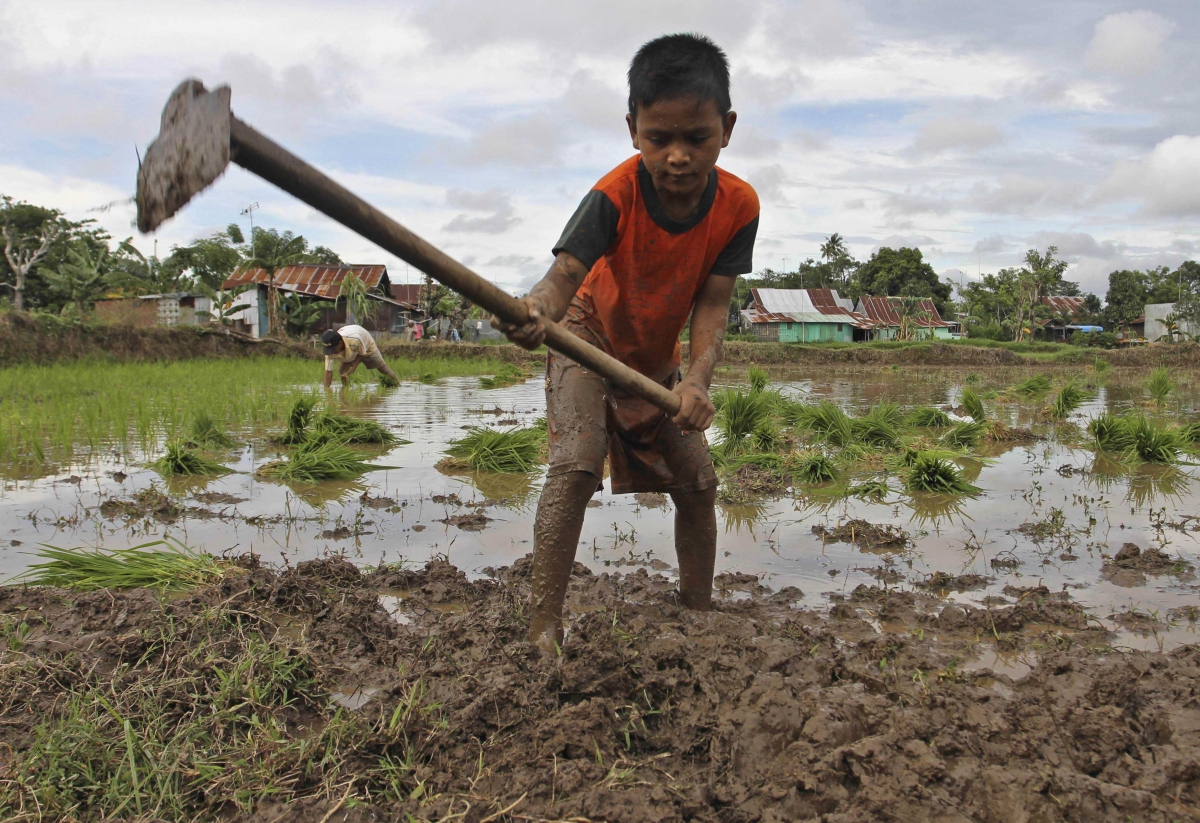 Puisi Tentang Anak Petani Kompasianacom