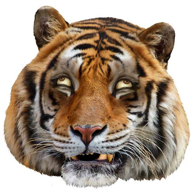 Gambar Lucu Harimau Ompong
