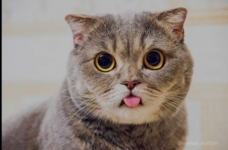 Kucing Garong Balik Lagi Setelah Tiga Hari Halaman All Kompasiana Com