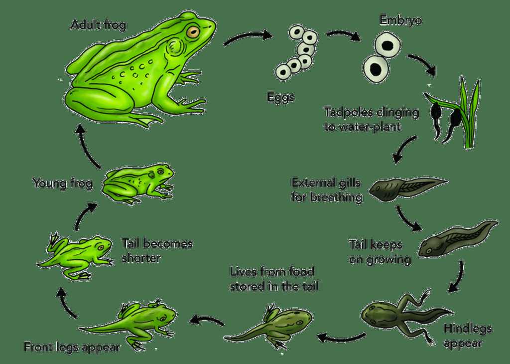 Mengenal Lebih Dekat Kodok dan Kecebong Halaman 1 Mengenal Lebih Dekat Kodok dan Kecebong Halaman 1