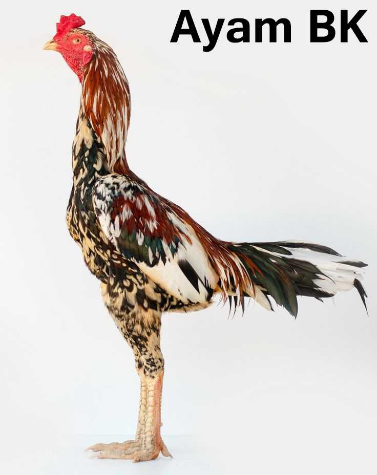 Mengenal Ayam Aduan Bangkok Ayam Bk Halaman 1 Kompasiana Com