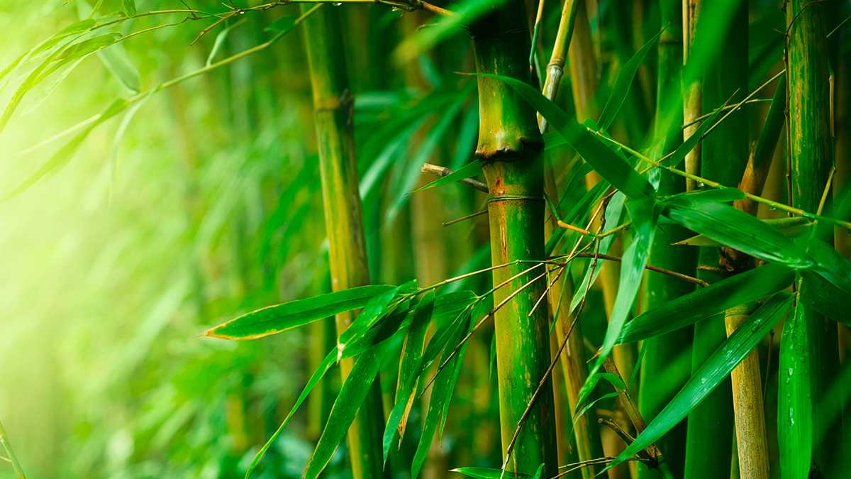 Belajar Dari Bambu Kompasianacom