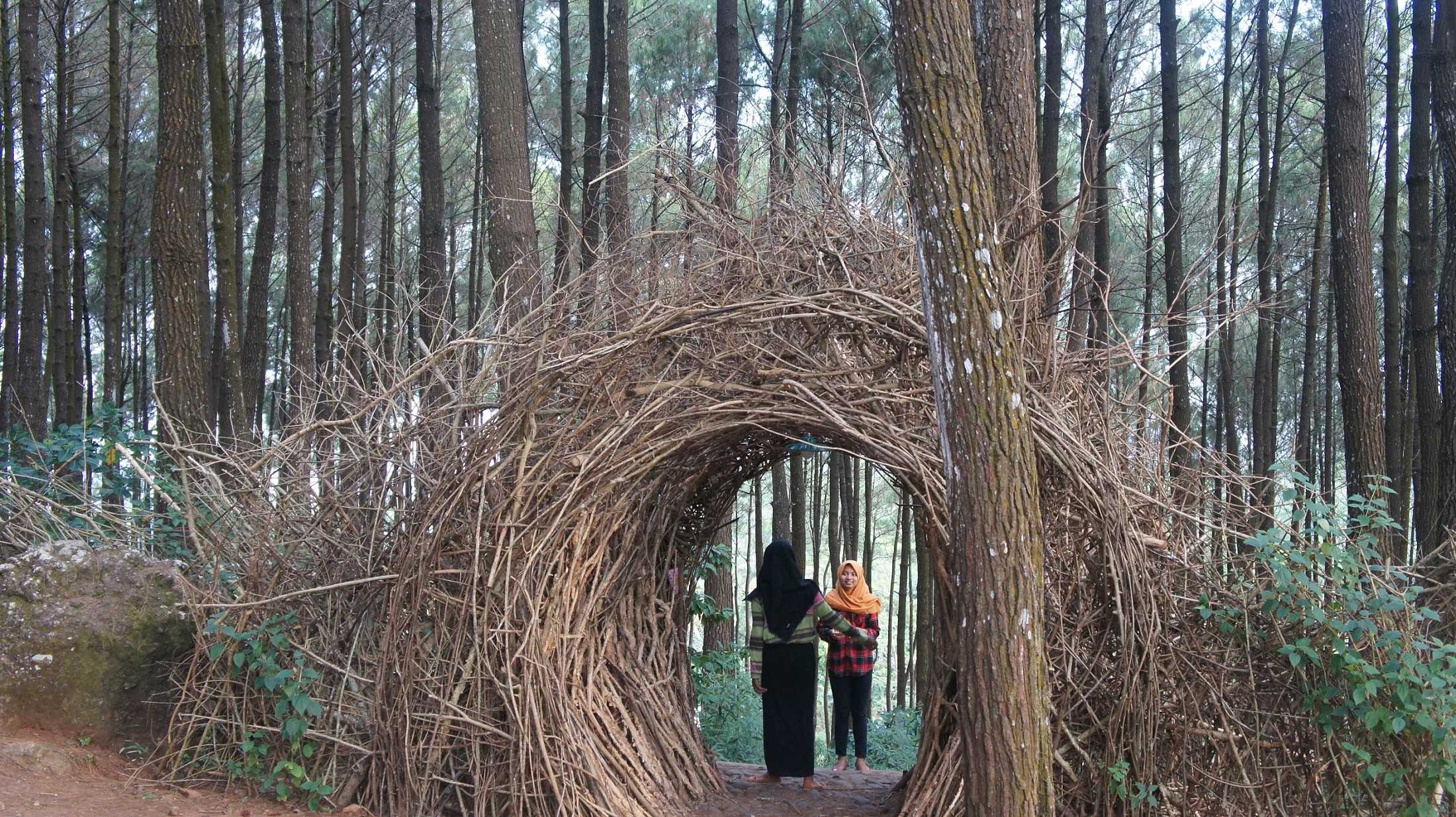 Sehari Menikmati Hutan Pinus Pengger Kompasianacom