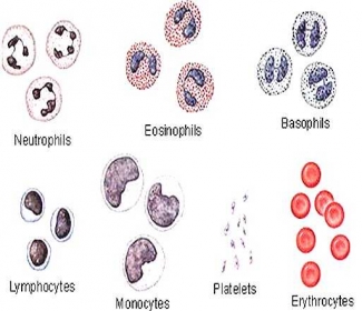 Bisakah Darah Keluar Dari Pembuluh Darah Halaman All Kompasiana Com