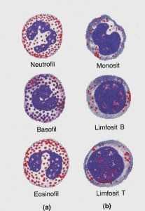Diapedesis Terjadi Di Leukosit Granula Atau Leukosit Agranula Halaman 1 Kompasiana Com