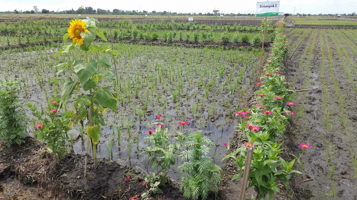 Refugia Melawan Hama dengan Tanaman Hias Kompasiana com Refugia Melawan Hama dengan Tanaman Hias Kompasiana com