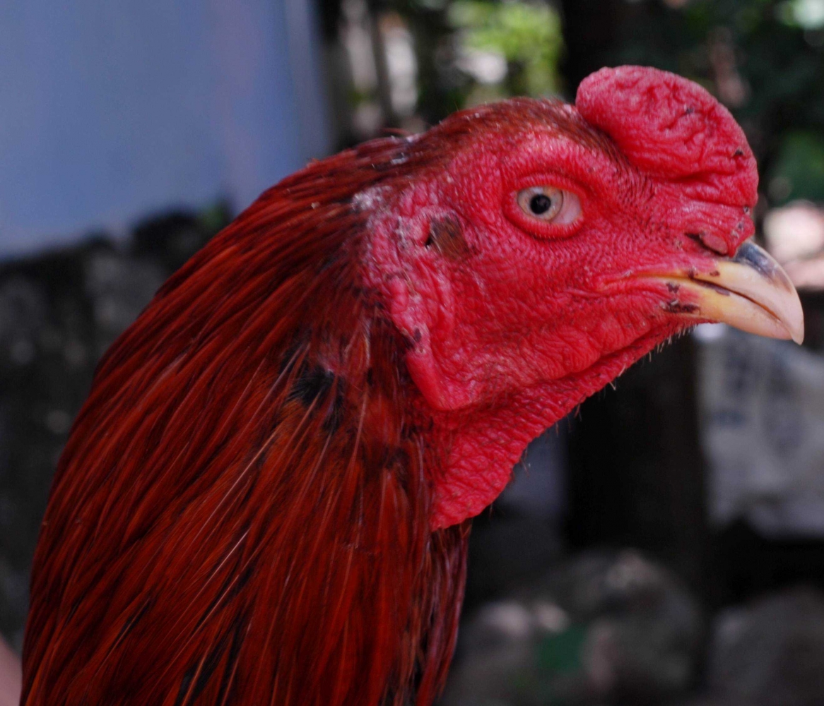 Ciri ciri Mata Ayam Bangkok Aduan yang Bagus Kompasiana com Ciri ciri Mata Ayam Bangkok Aduan yang Bagus Kompasiana com