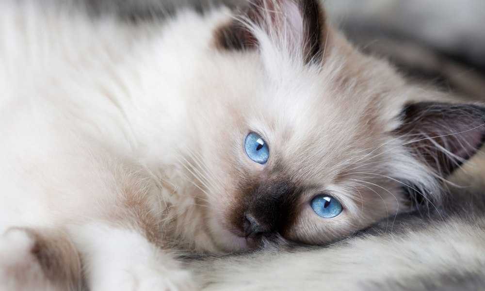 Pertama Kali Memelihara Kucing Inilah 10 Hal yang Perlu Pertama Kali Memelihara Kucing Inilah 10 Hal yang Perlu