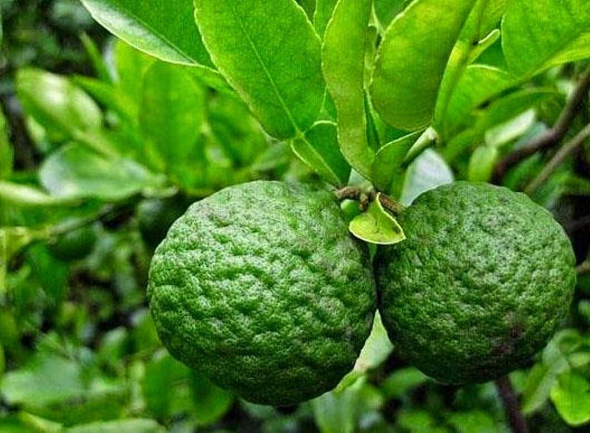 Buah Kecil dan Berkerut Namanya Jeruk Purut Halaman 1 Buah Kecil dan Berkerut Namanya Jeruk Purut Halaman 1