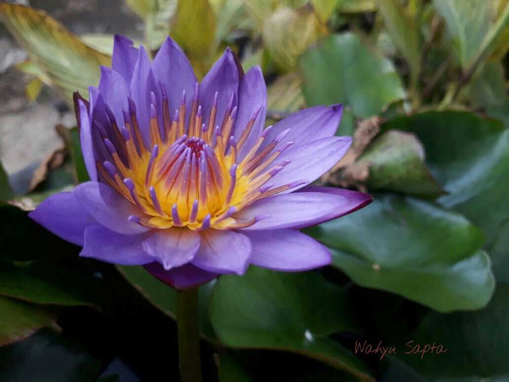 Ternyata Bunga Teratai Itu Tidak Sama dengan Lotus oleh Ternyata Bunga Teratai Itu Tidak Sama dengan Lotus oleh
