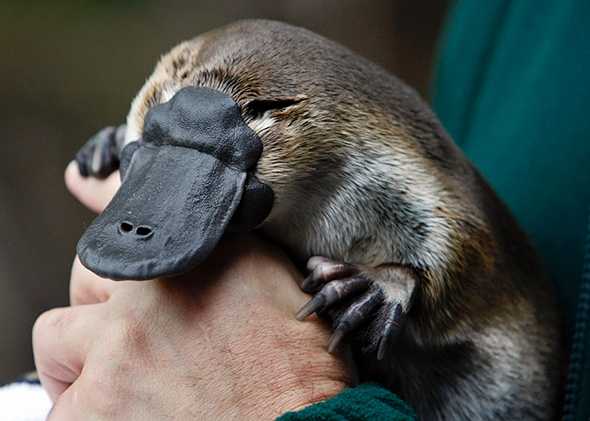 Platypus Si Mammalia Bertelur Halaman 1 Kompasiana Com