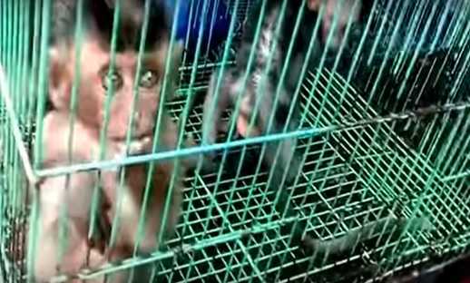 Pasar Hewan Jatinegara Jual Hewan Tak Layak Untuk Dipelihara Dan